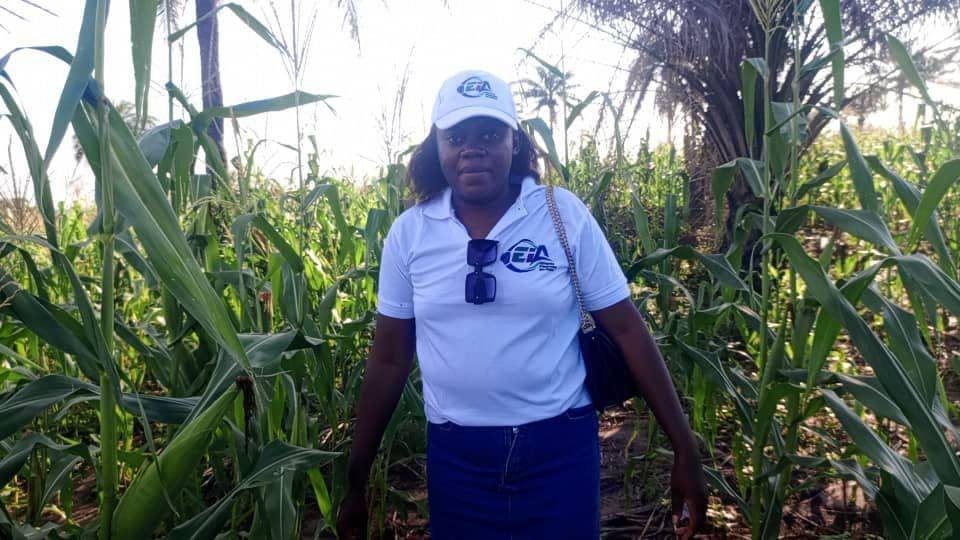 Supervision des activités de sarclage dans le champ de multiplication des semences de mais de variété Mudishi 4